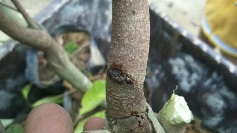 春天到了，种树就要种椅楠沉香，产地直供，支持线上保障交易
