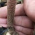 春天到了，种树就要种椅楠沉香，产地直供，支持线上保障交易