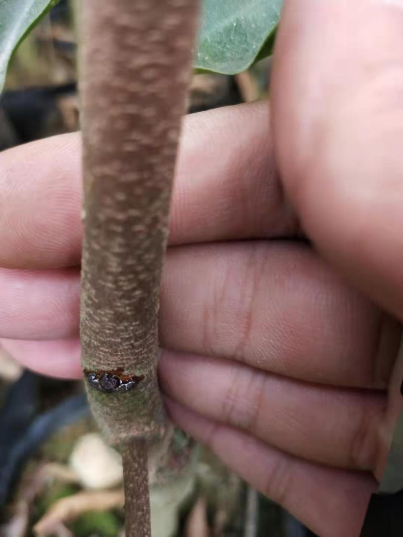 春天到了，种树就要种椅楠沉香，产地直供，支持线上保障交易