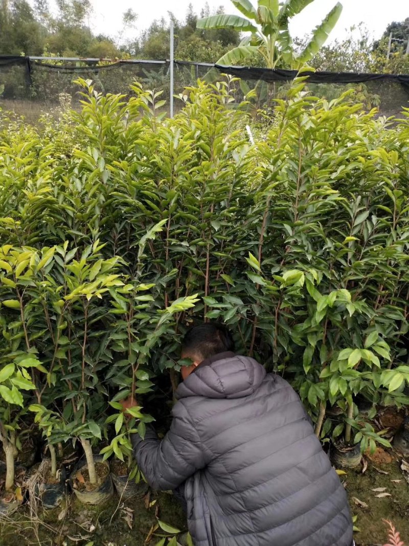 春天到了，种树就要种椅楠沉香，产地直供，支持线上保障交易