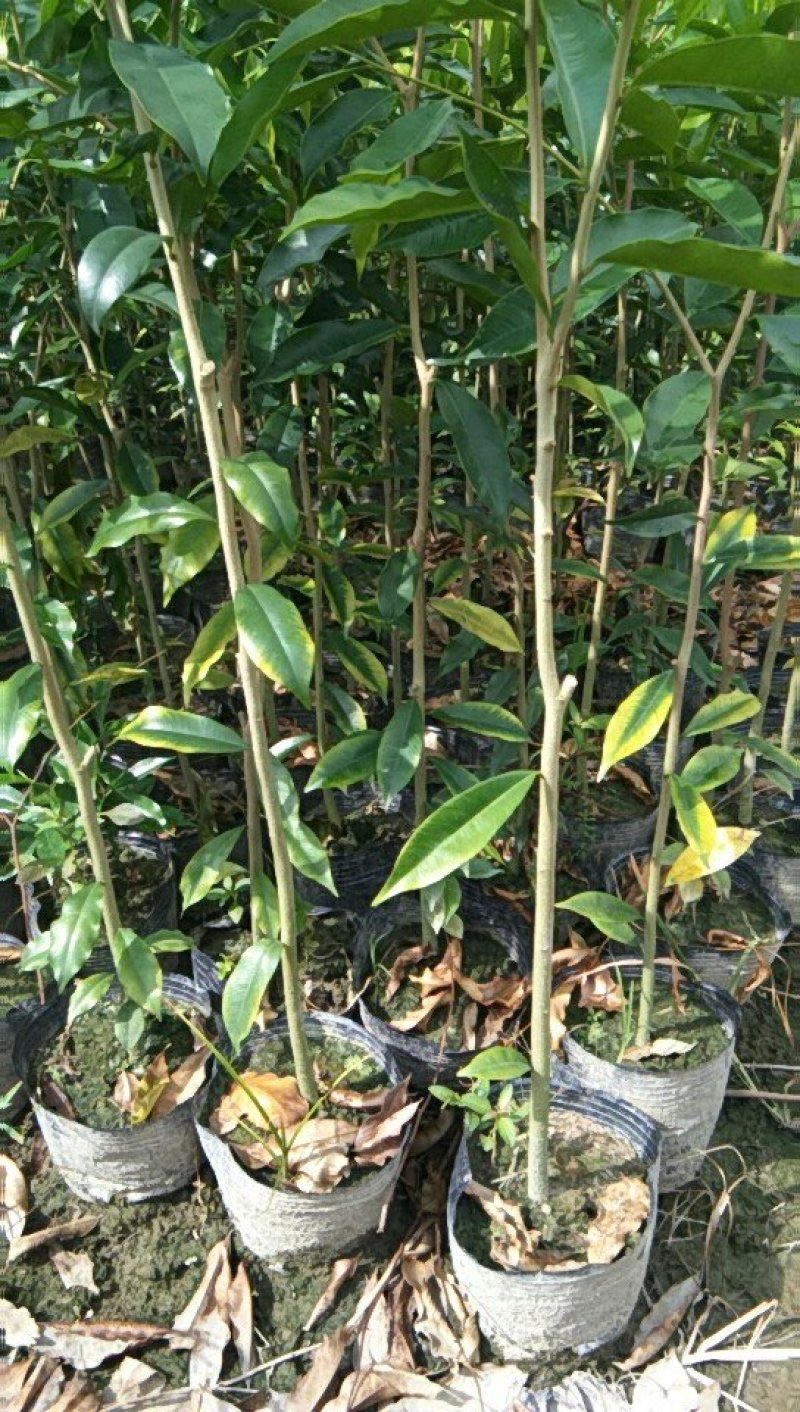 沉香苗，产地直供，支持线上保障交易。