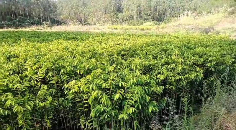 沉香苗，产地直供，支持线上保障交易。