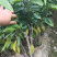 嫁接金煌芒果苗，1一3年苗