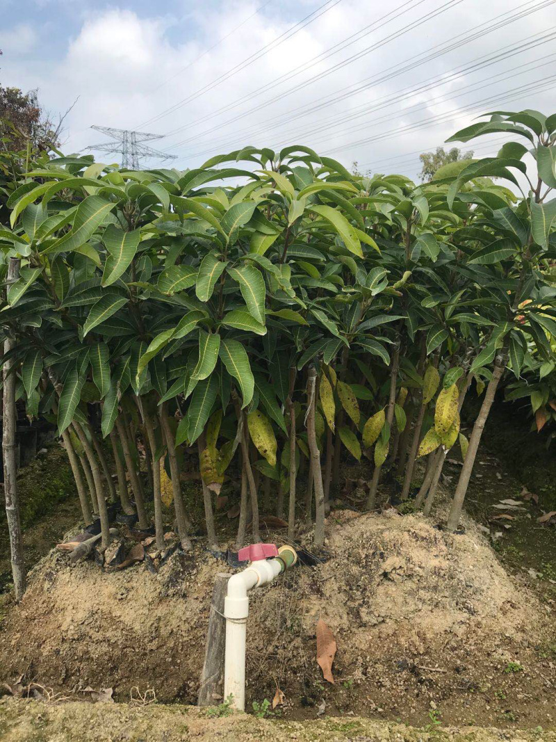 嫁接金煌芒果苗，1一3年苗