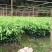 沉香细袋苗，产地直供，支持线上保障交易。