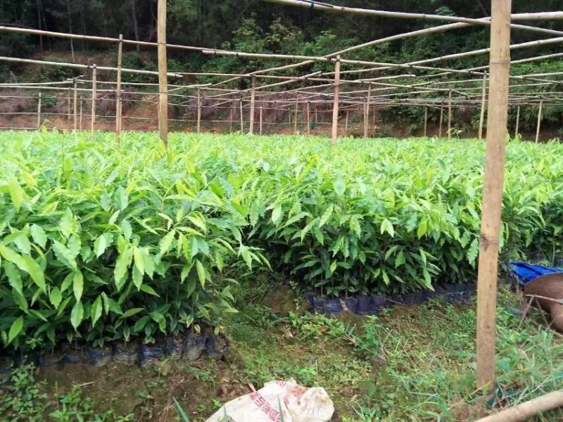 沉香细袋苗，产地直供，支持线上保障交易。