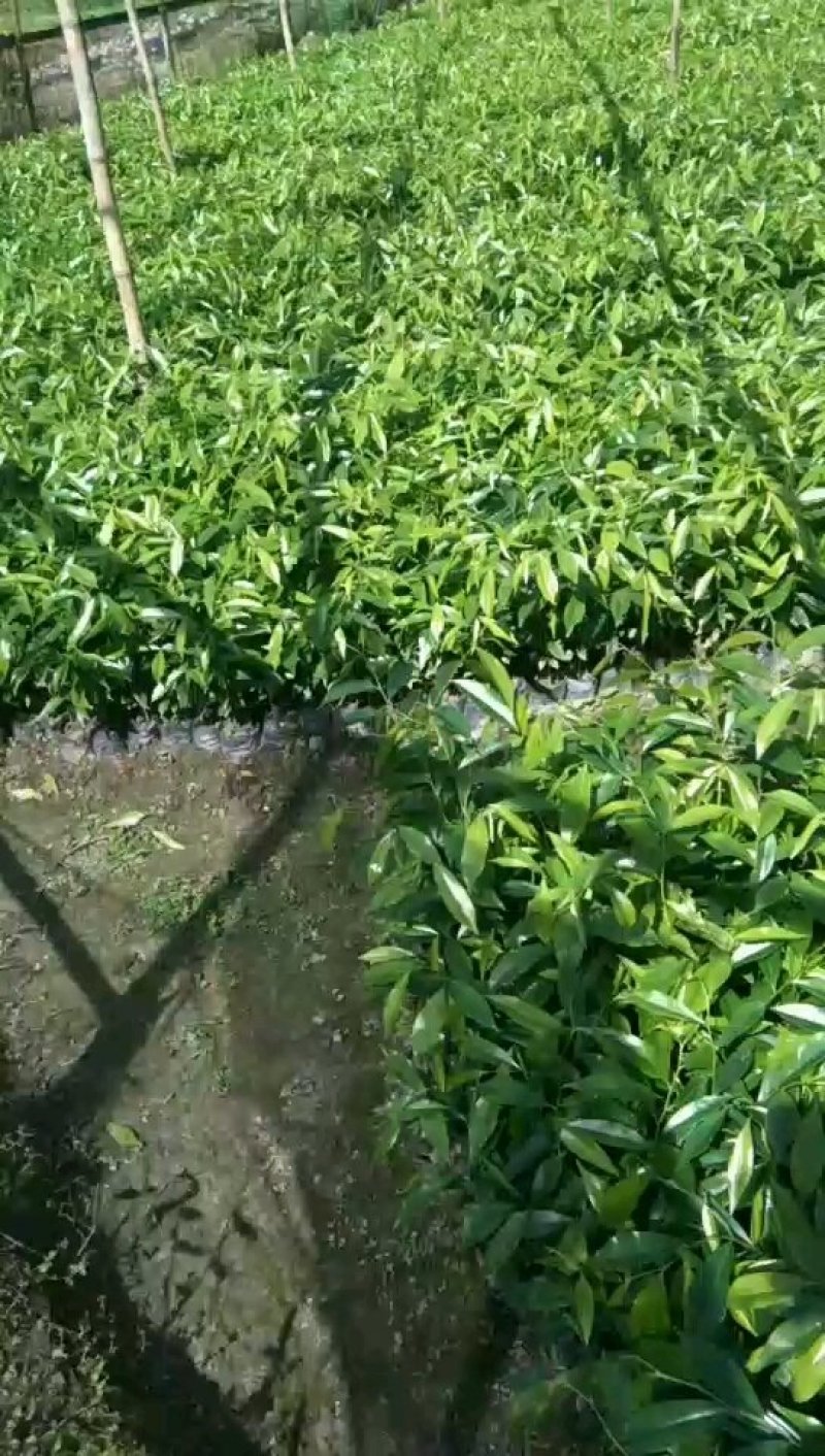 沉香细袋苗，产地直供，支持线上保障交易。