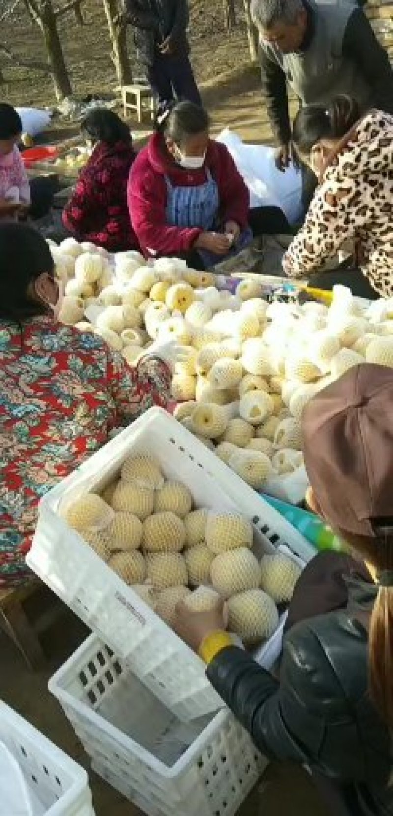 批发金顶谢花酥梨产地，宁陵县，石桥镇，万亩梨园代办