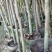 沉香苗大袋，产地直供，支持线上保障交易。