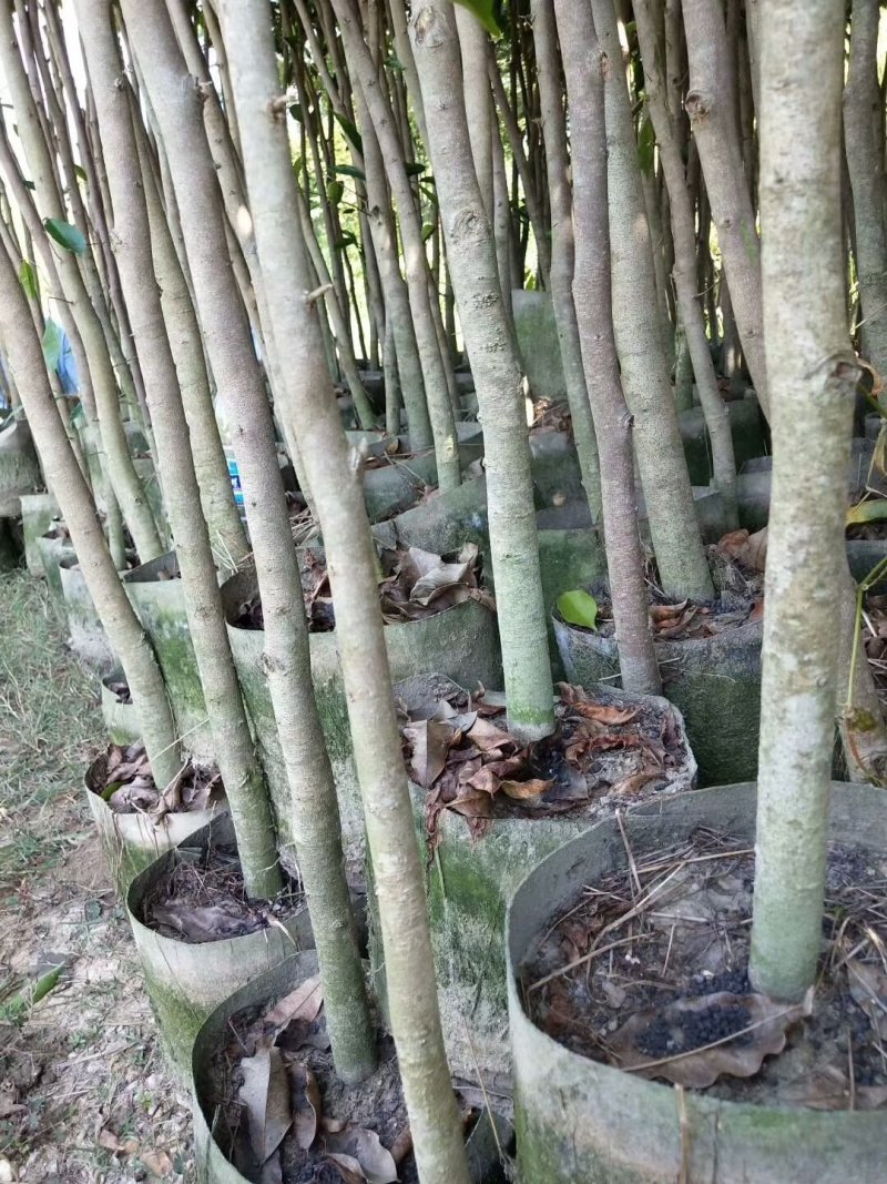 沉香苗大袋，产地直供，支持线上保障交易。