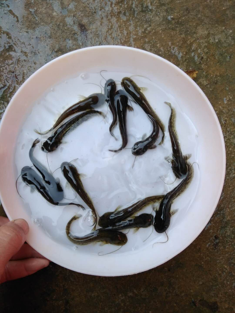 杂交大口鲶鱼苗/自孵水花