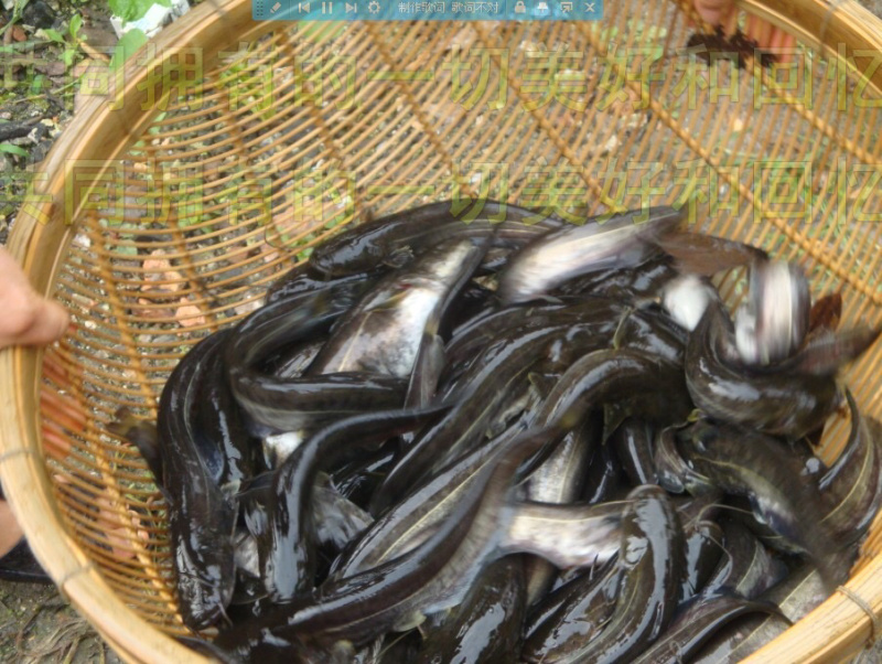 杂交大口鲶鱼苗/自孵水花