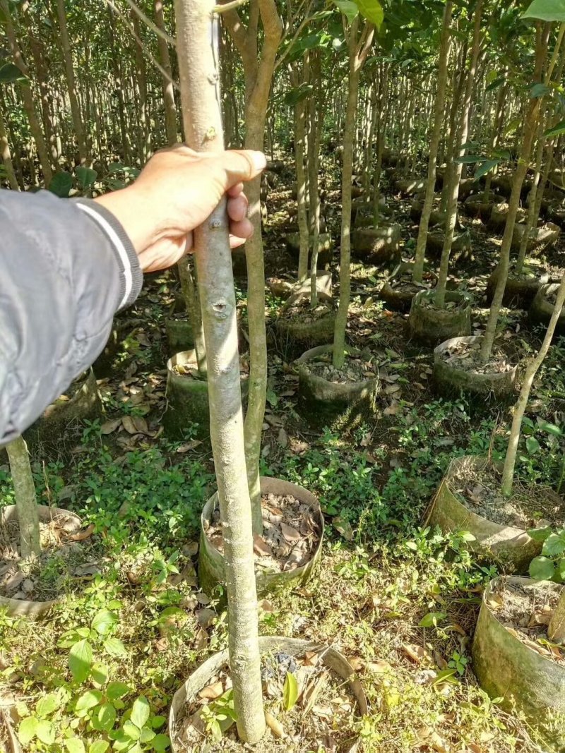 沉香苗大袋，产地直供，支持线上保障交易。
