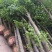 沉香树，移植袋树，产地直供，支持线上保证交易。