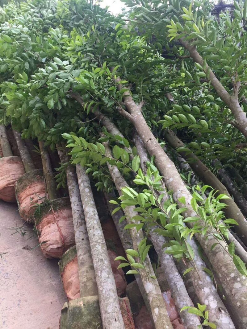 沉香树，移植袋树，产地直供，支持线上保证交易。