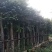 沉香树，移植袋树，产地直供，支持线上保证交易。