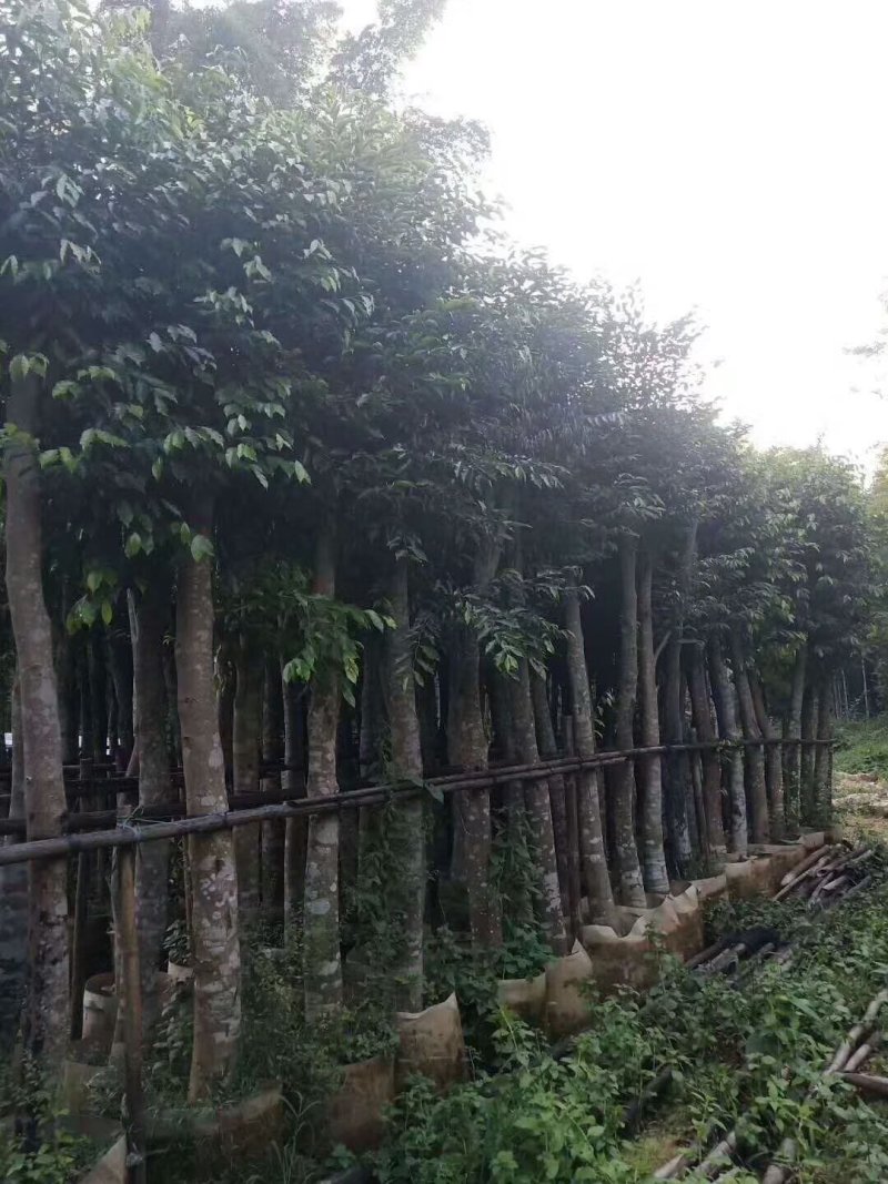 沉香树，移植袋树，产地直供，支持线上保证交易。
