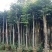 沉香树，移植袋树，产地直供，支持线上保证交易。