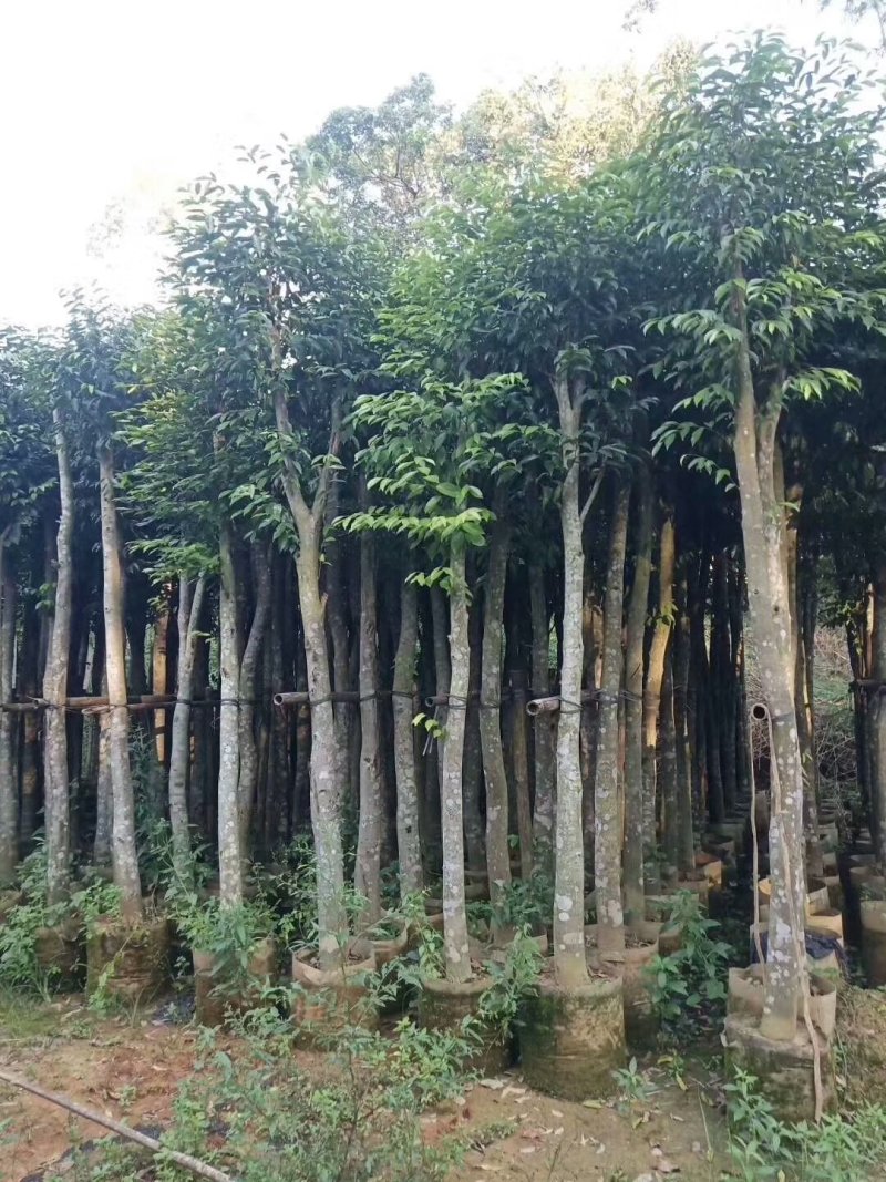 沉香树，移植袋树，产地直供，支持线上保证交易。