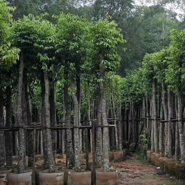 沉香树，移植袋树，产地直供，支持线上保证交易。