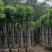 沉香树，移植袋树，产地直供，支持线上保证交易。