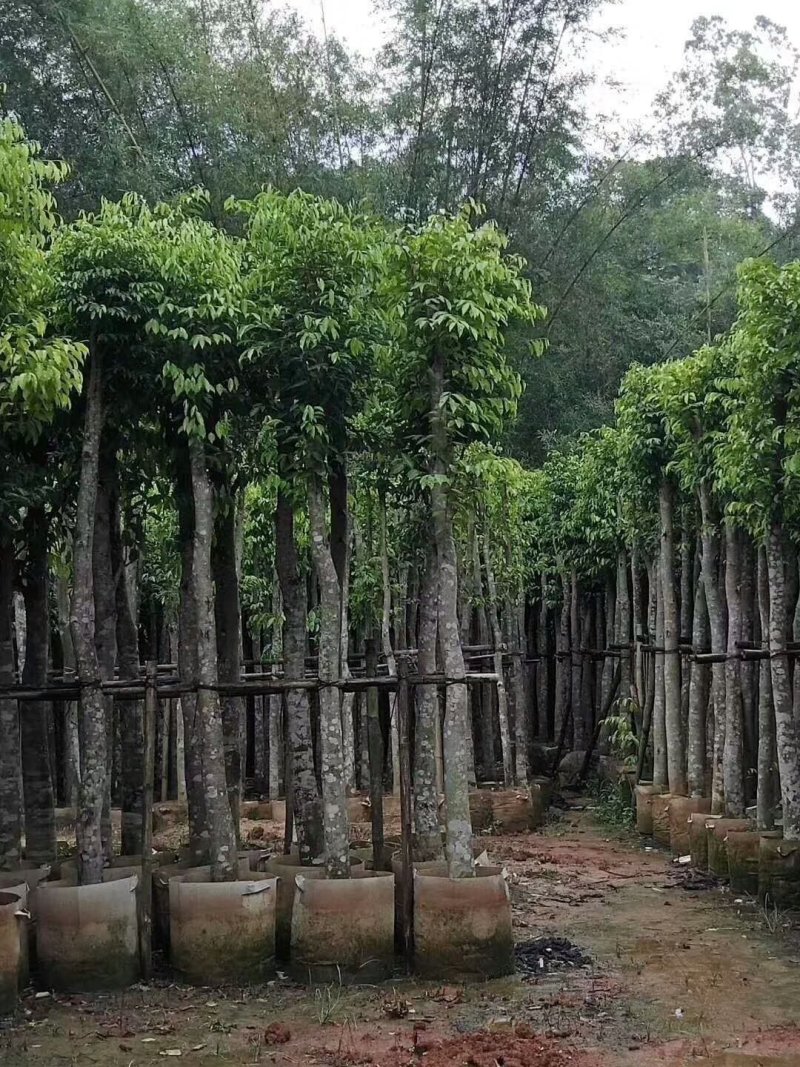 沉香树，移植袋树，产地直供，支持线上保证交易。