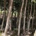 沉香树，移植袋树，产地直供，支持线上保证交易。