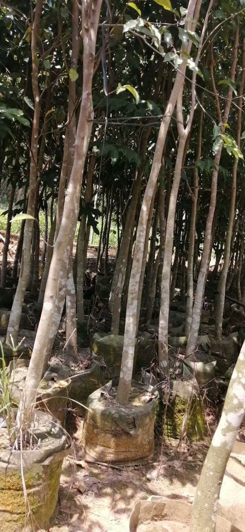 沉香树，移植袋树，产地直供，支持线上保证交易。