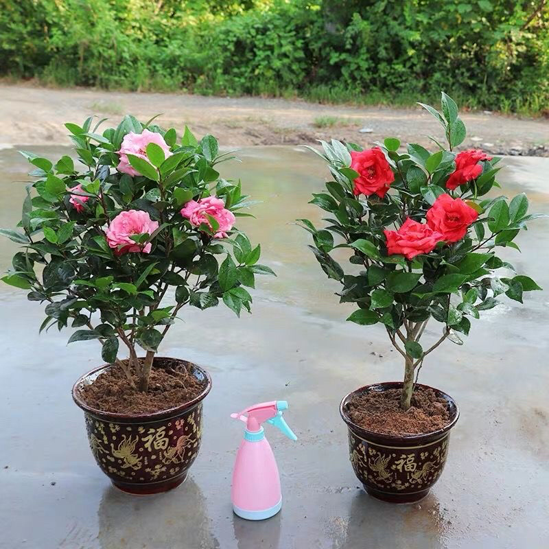 带花苞茶花盆栽树苗香妃五色赤丹山茶花开花不断四季花卉