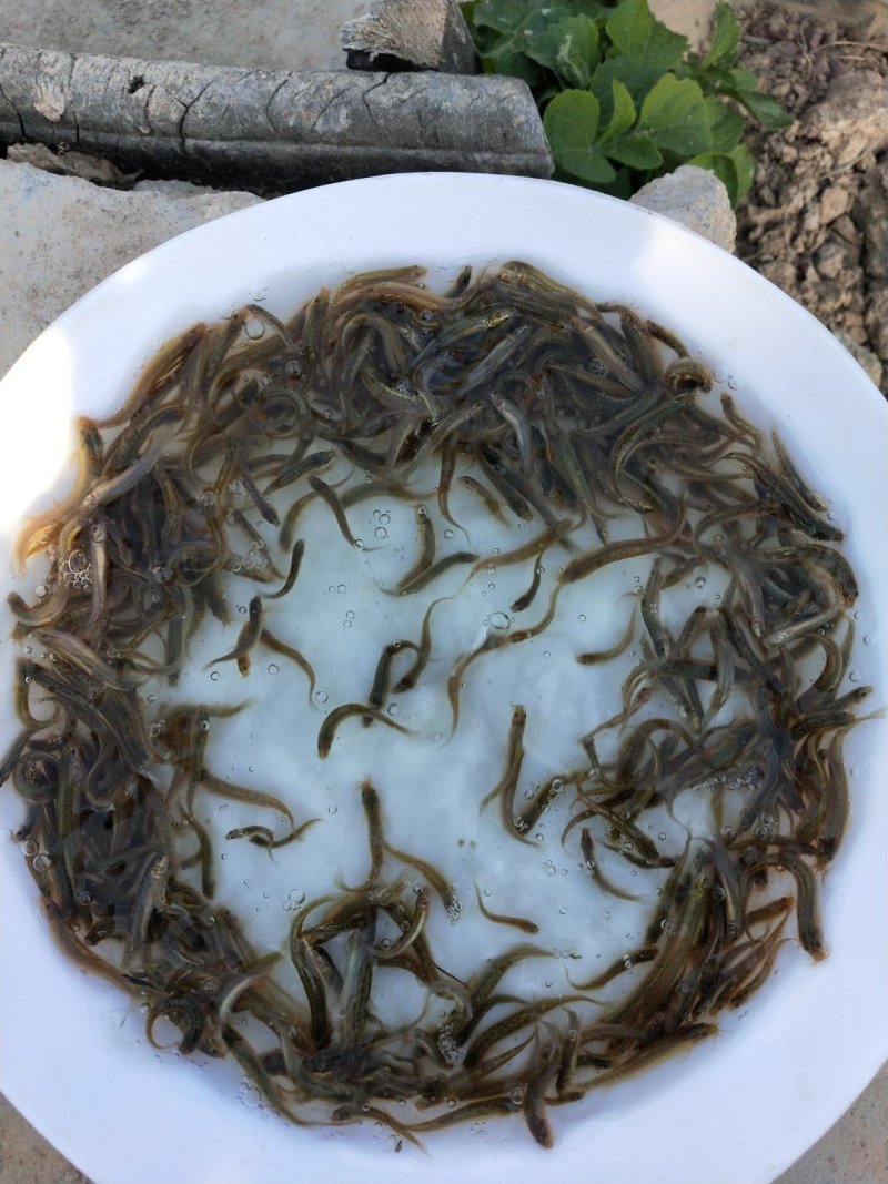 泥鳅苗台湾泥鳅苗杂交泥鳅苗泥鳅苗场台湾泥鳅孵化场