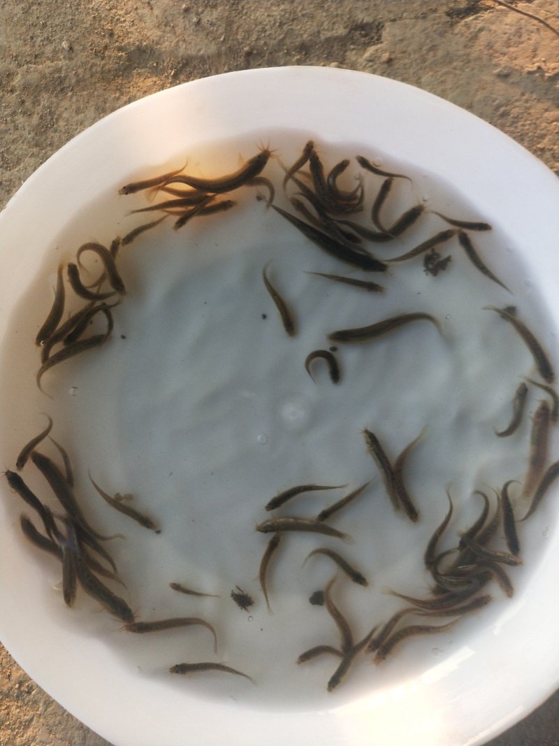 泥鳅苗台湾泥鳅苗杂交泥鳅苗泥鳅苗场台湾泥鳅孵化场