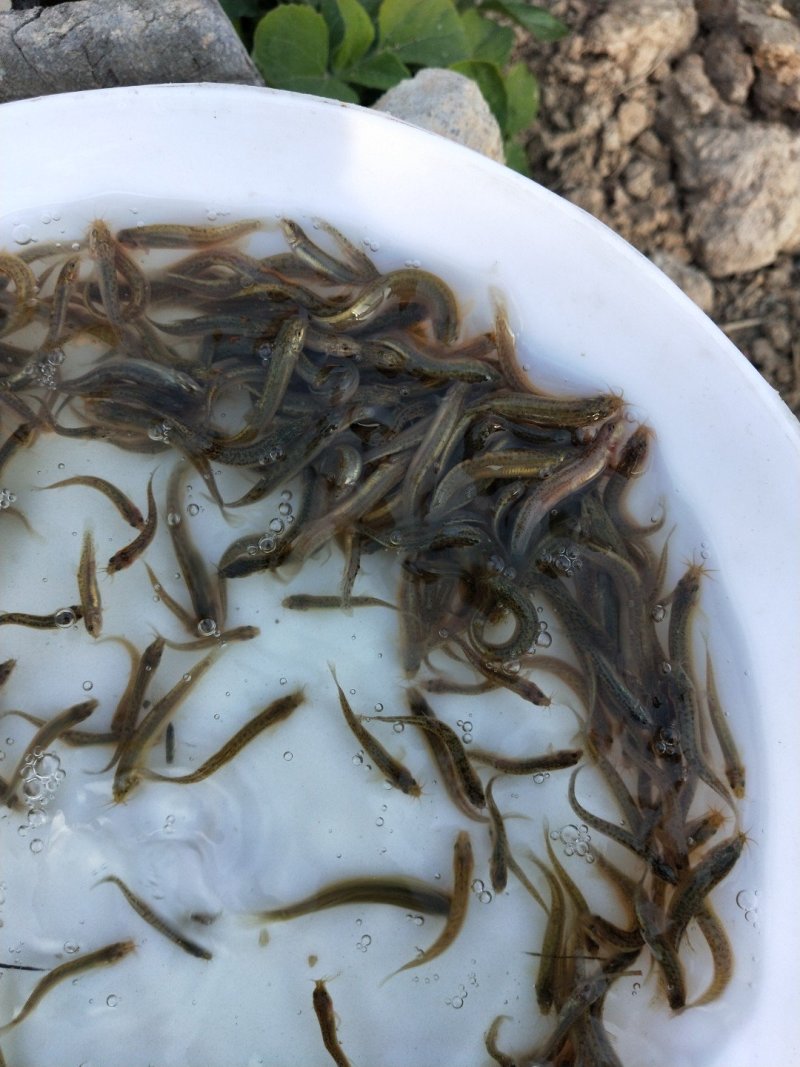 泥鳅苗台湾泥鳅苗杂交泥鳅苗泥鳅苗场台湾泥鳅孵化场