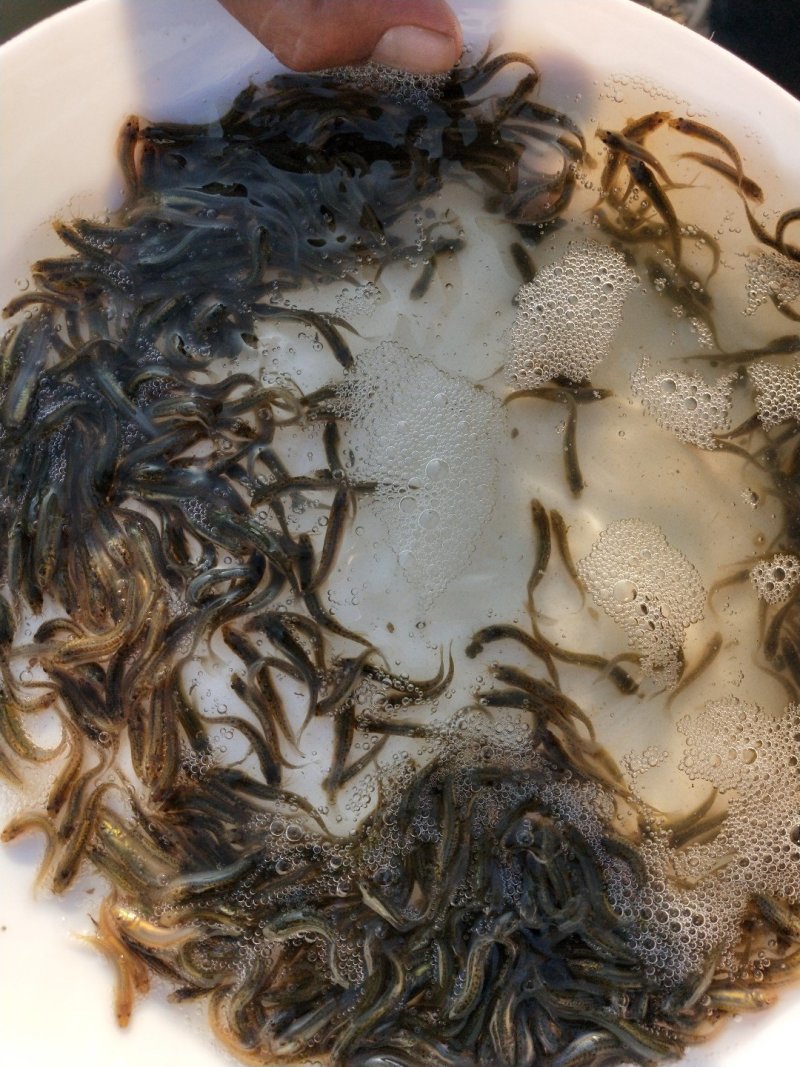 泥鳅苗台湾泥鳅苗杂交泥鳅苗泥鳅苗场台湾泥鳅孵化场