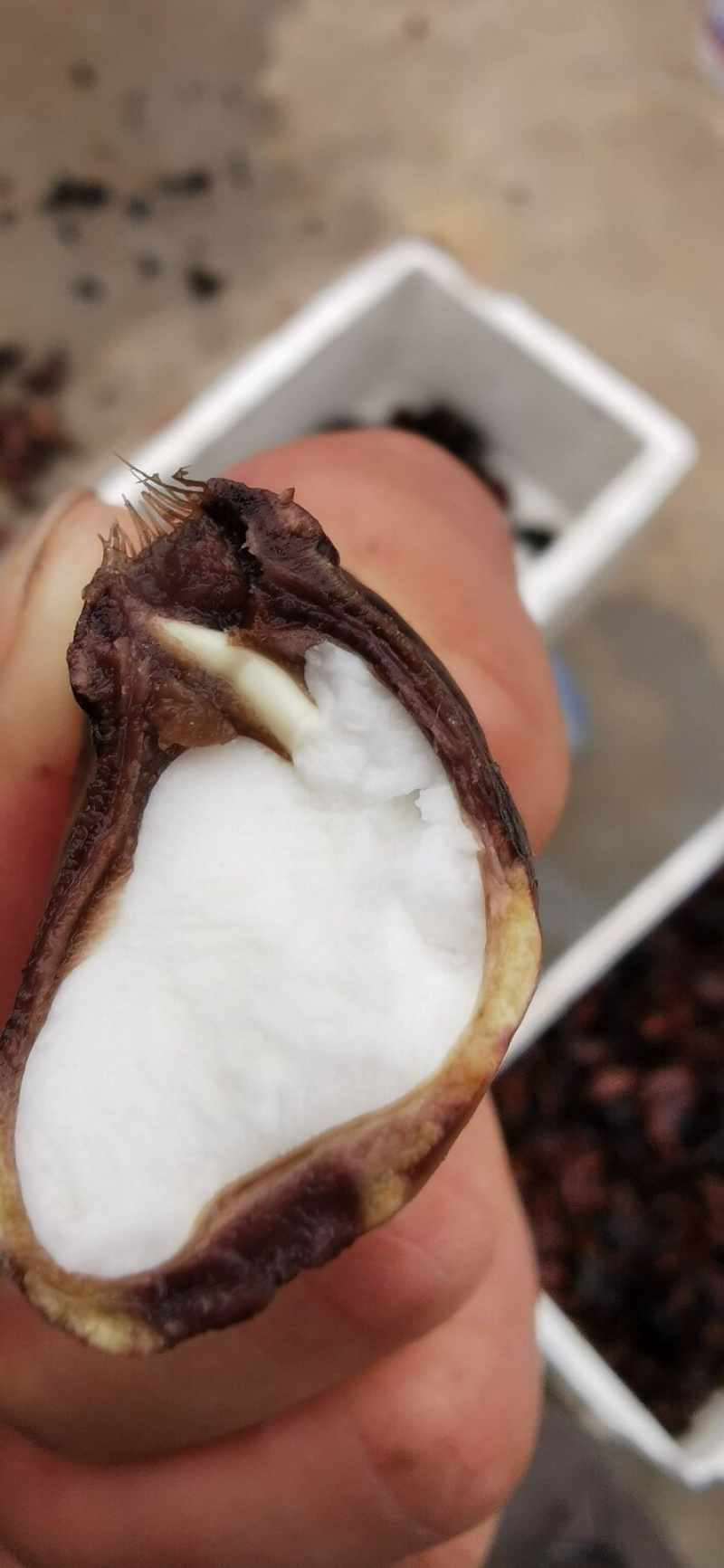 早熟菱角苗高产菱角苗特级菱角苗量大批发价
