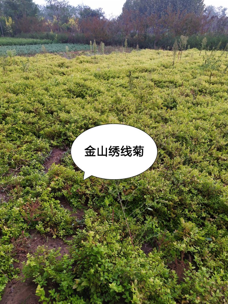 供应，金山金艳绣线菊30-50公分