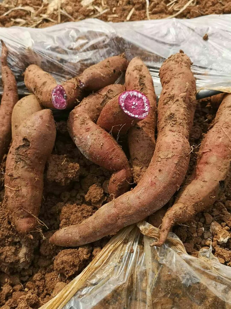 紫罗兰加工薯质量保证