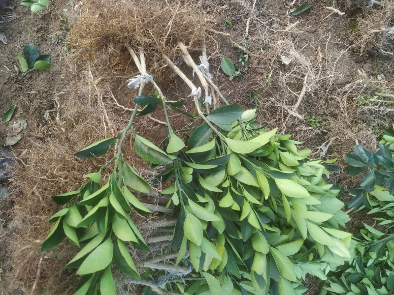 【热卖】纽荷尔脐橙苗/卡拉红肉脐橙苗地苗/杯苗假一赔百