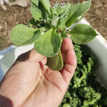新鲜蔬菜