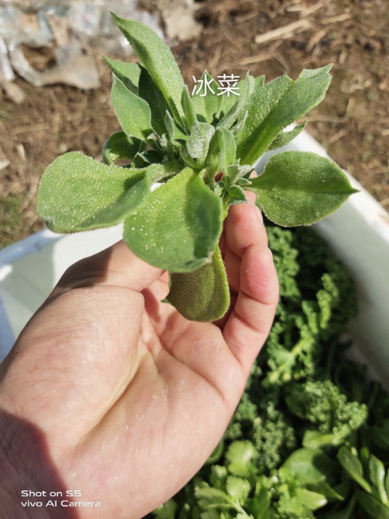 新鲜蔬菜