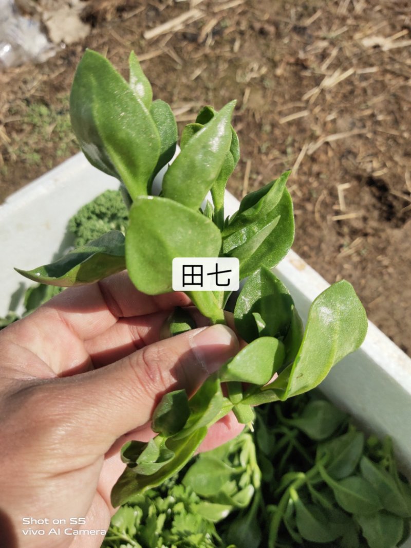 新鲜蔬菜