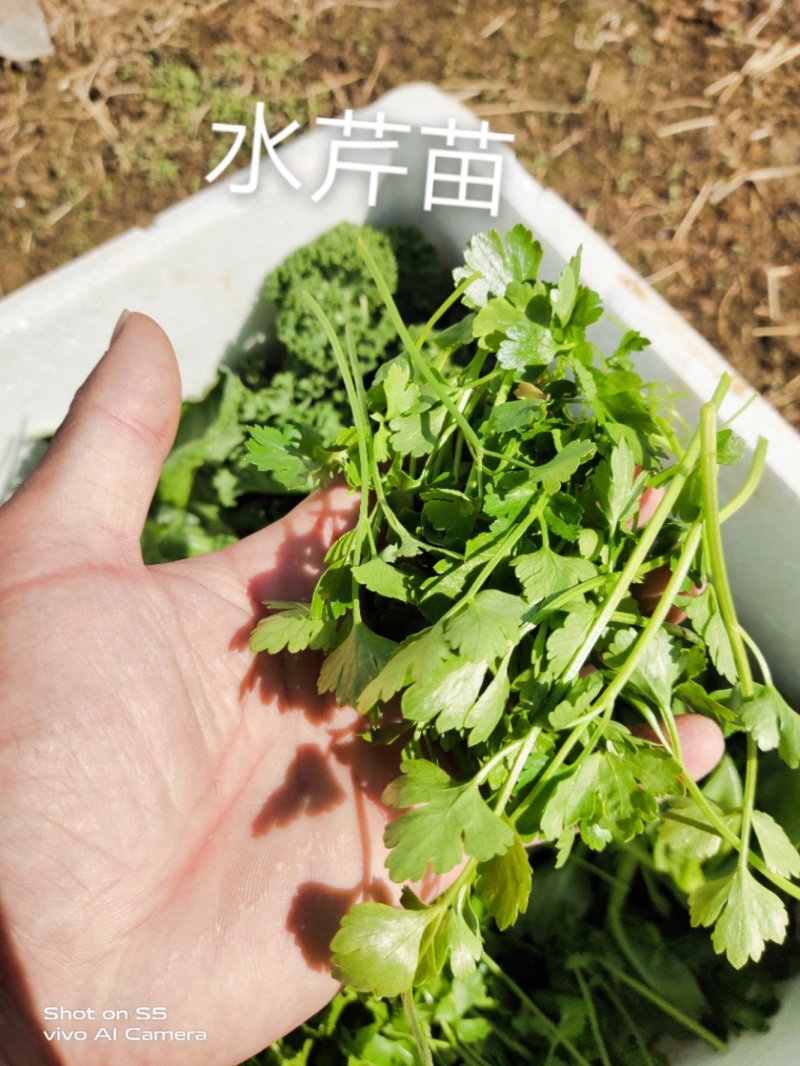 新鲜蔬菜