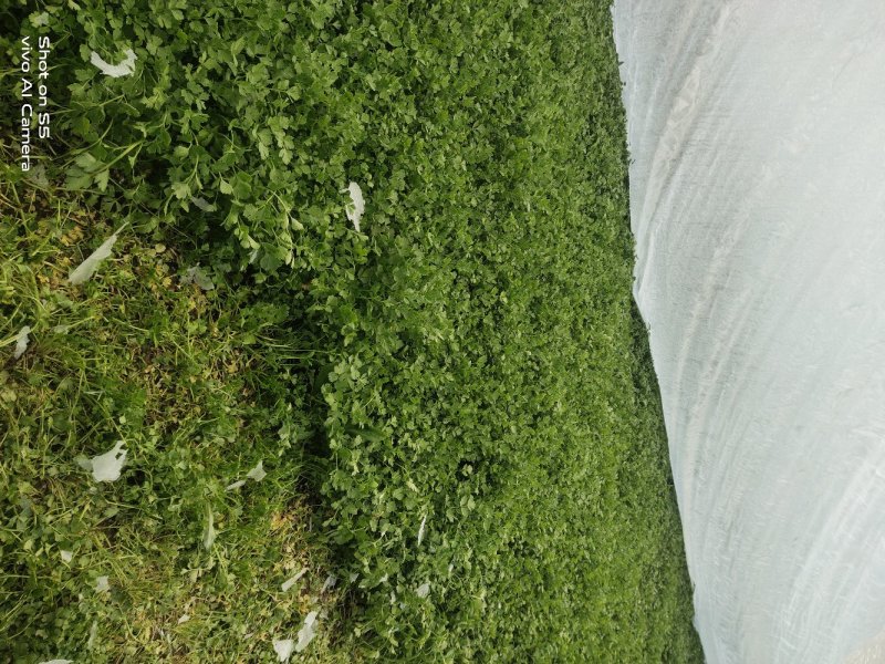 新鲜蔬菜