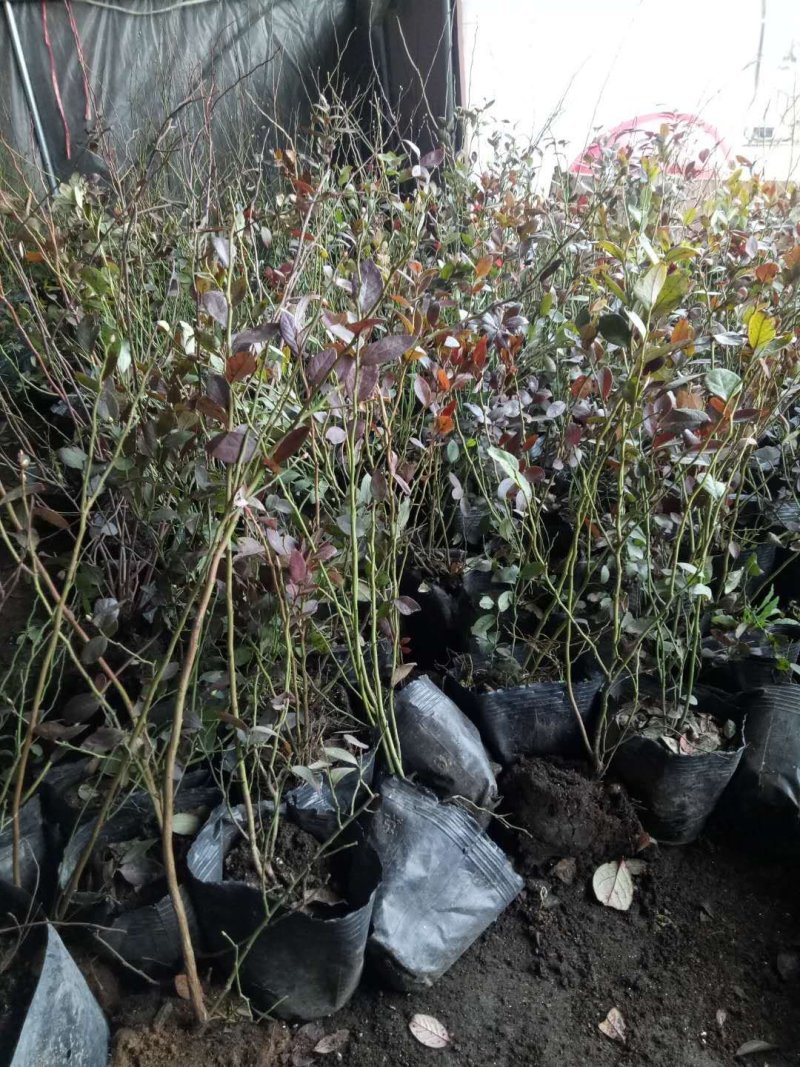 蓝莓苗绿宝石，薄雾，兔眼，莱克茜，双丰，全国包邮，纯正
