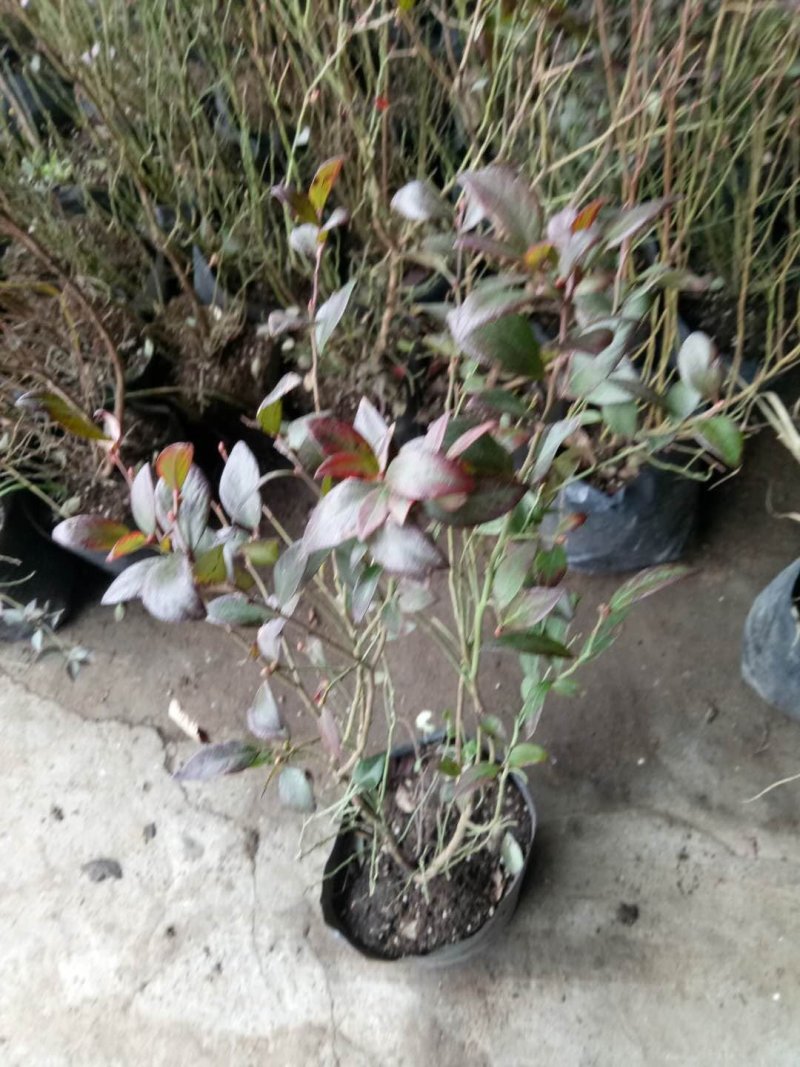 蓝莓苗绿宝石，薄雾，兔眼，莱克茜，双丰，全国包邮，纯正