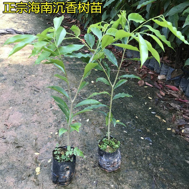 沉香树苗名贵沉香苗黄花梨树苗购买教种植技术