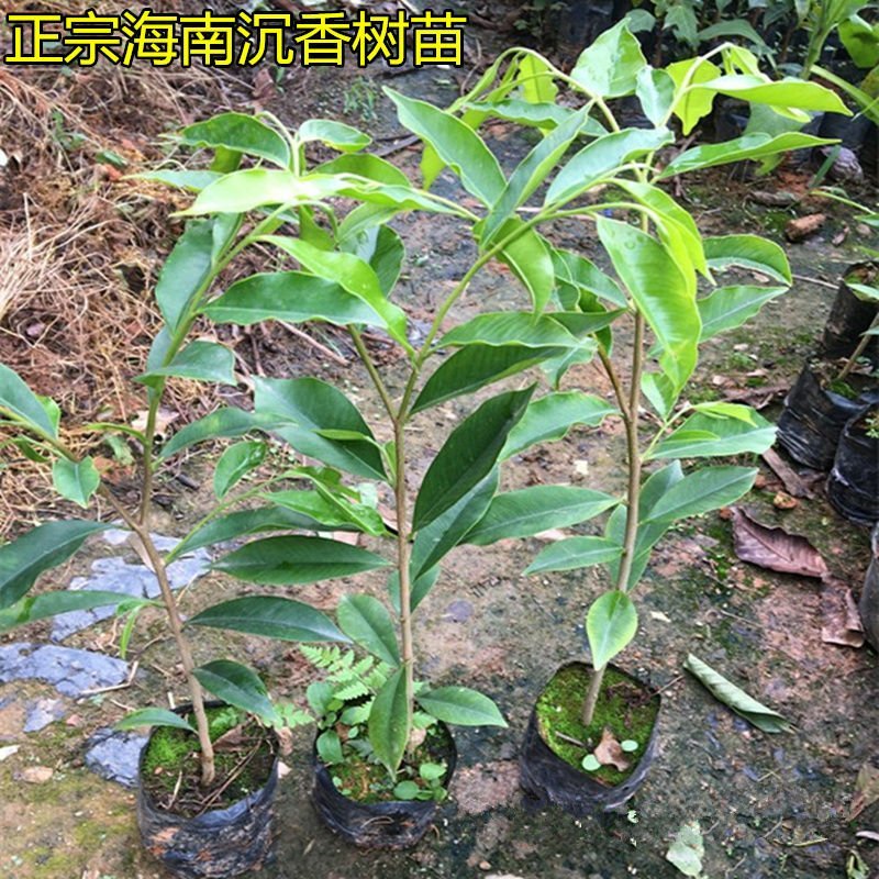 沉香树苗名贵沉香苗黄花梨树苗购买教种植技术