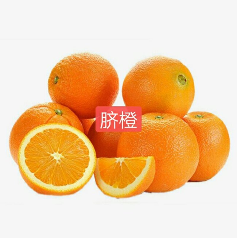 纽荷尔脐橙苗，口感好，个头大，产量高，皮薄，保湿发货，