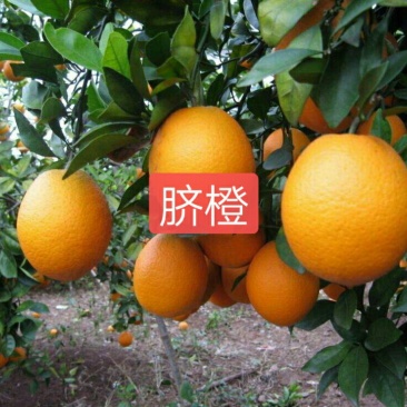 纽荷尔脐橙苗，口感好，个头大，产量高，皮薄，保湿发货，