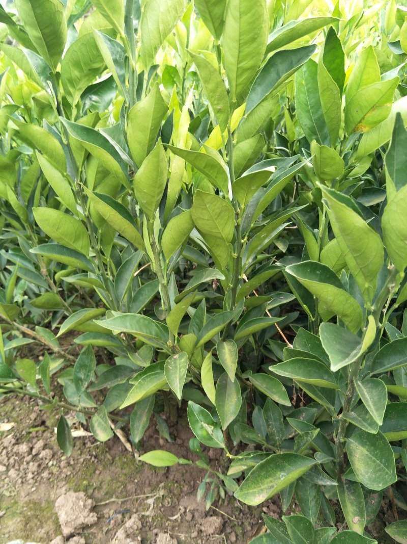 纽荷尔脐橙苗，口感好，个头大，产量高，皮薄，保湿发货，