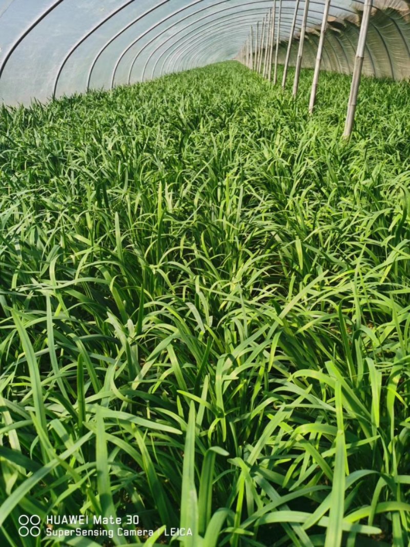 新鲜运城露天韭菜叶黑根粗直立性好提供代收代冷藏一条龙服务